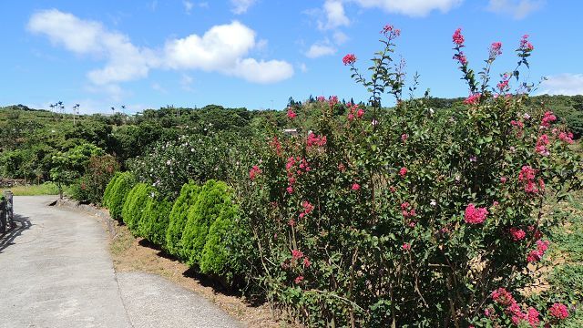 大坑溪三生步道沿道花樹繽紛