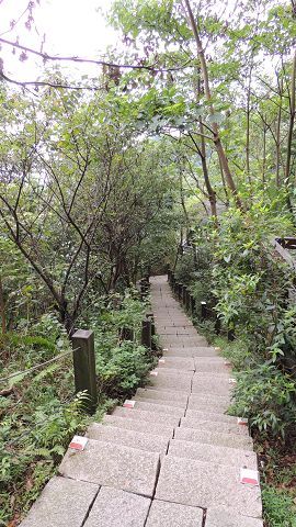 桐花公園步道可以賞桐也可以賞螢