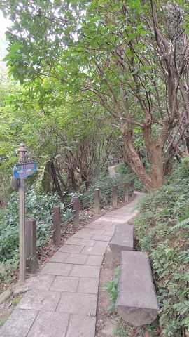 桐花公園步道在每年四五月覆蓋著一片白色花海