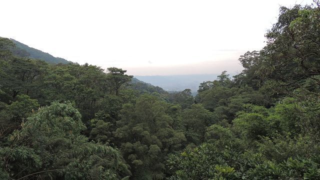 桐花公園停車場綠意盎然